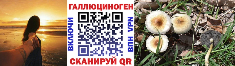 Псилоцибиновые грибы Psilocybine cubensis  где купить   Губкин 